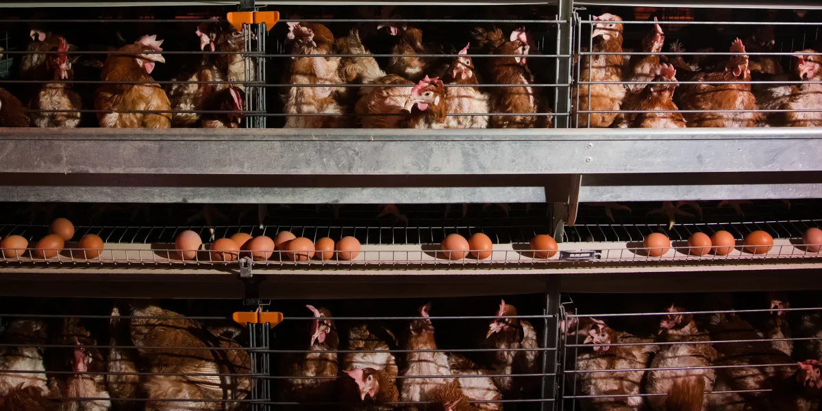 Україна без кліток: аналіз шляху до європейських стандартів добробуту тварин