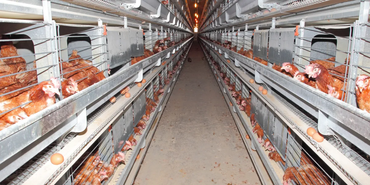 Чому збагачені клітки — це пастка для українських виробників?