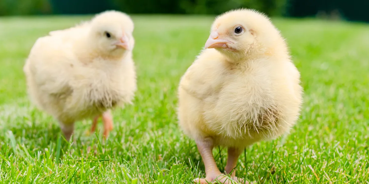 Chickens in nature