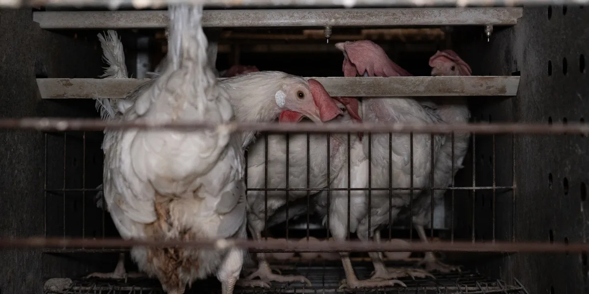 A chicken in line of being grabbed by a human, looking back into the camera. It's dark and filthy.