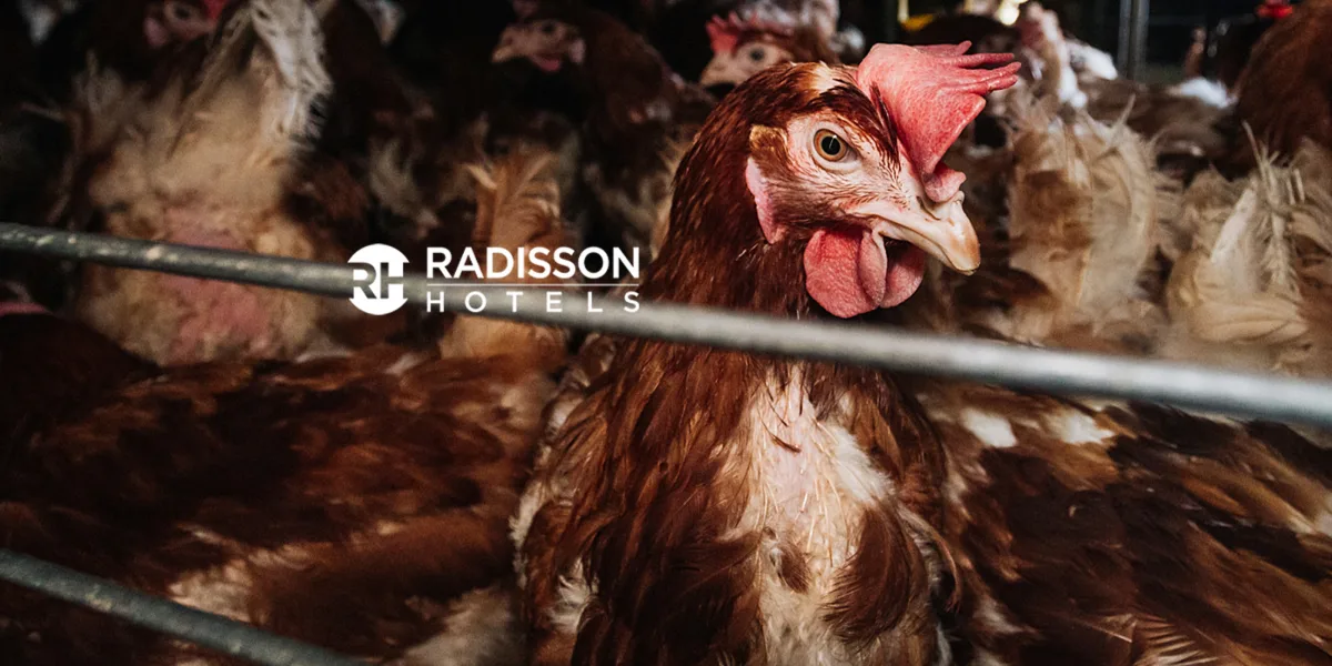 Radisson Hotel Group відмовляється від обіцянок: чому світовий гігант знову повертає курей у клітки?