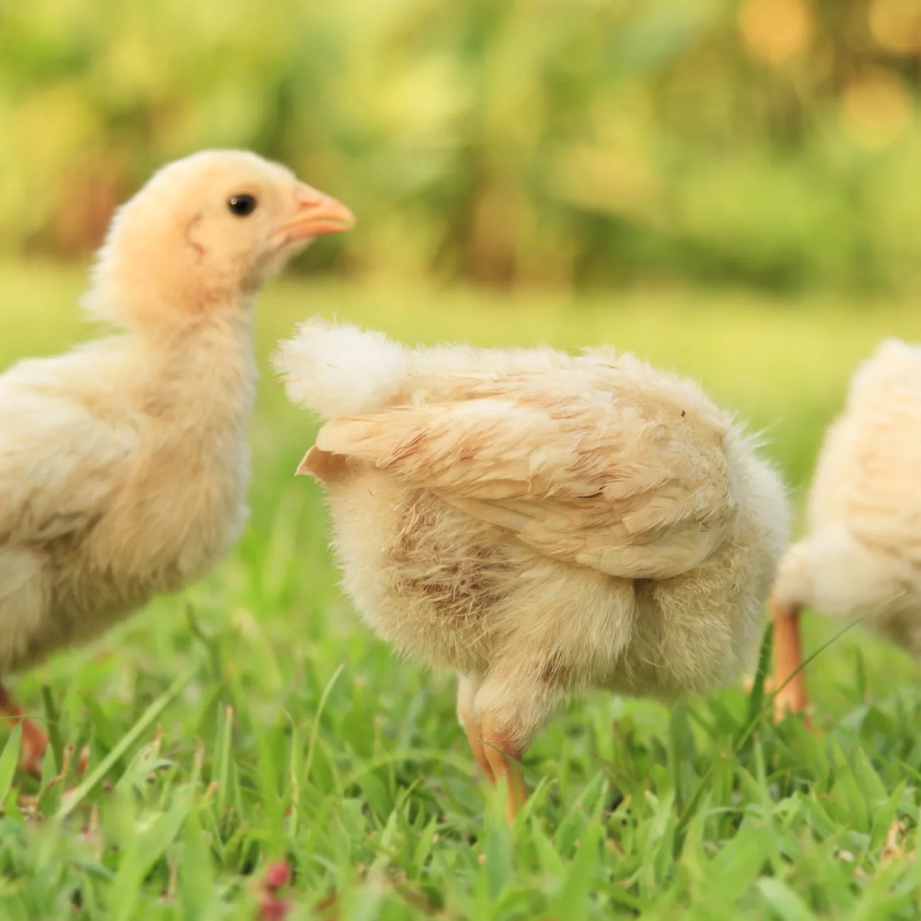 Four chickens in grass.