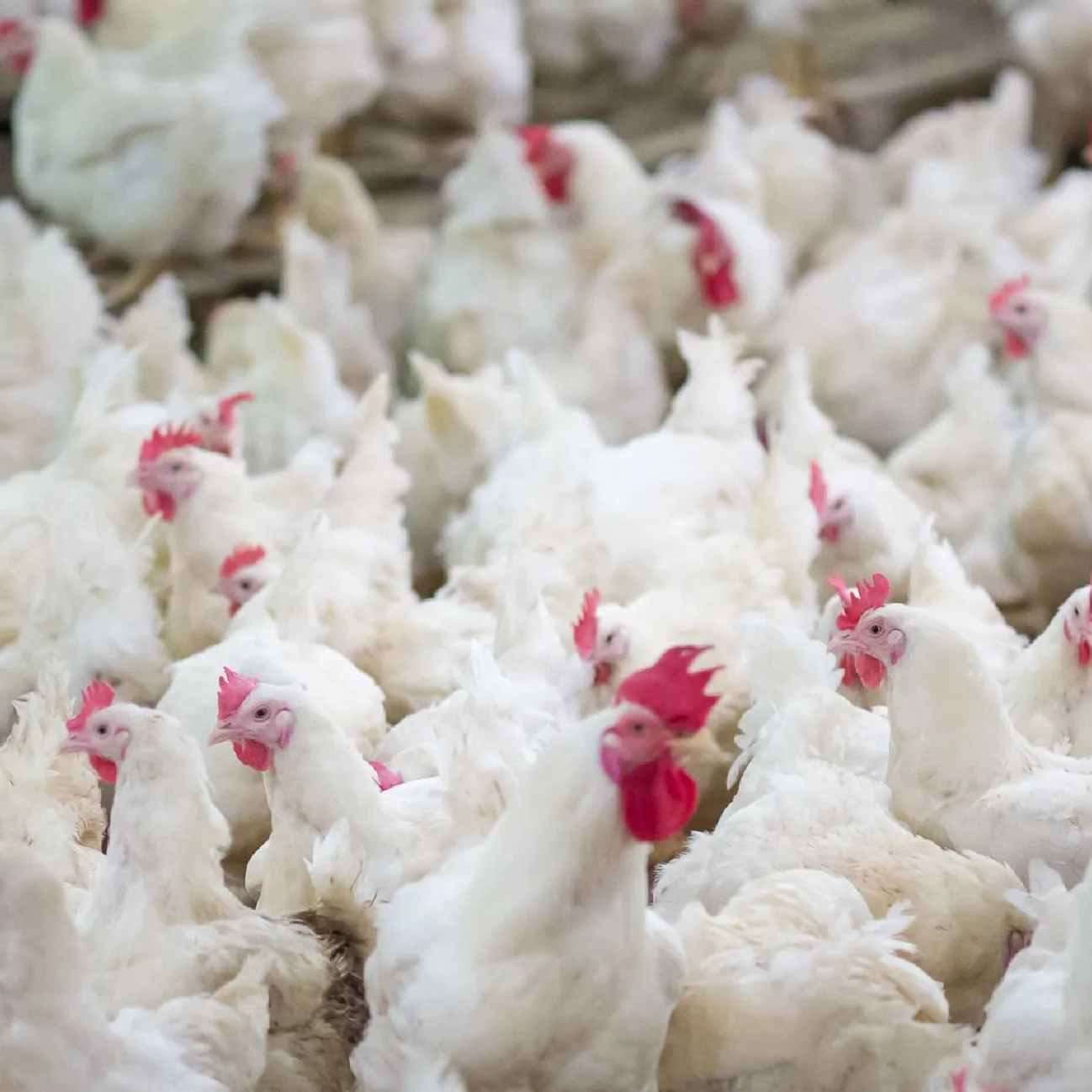 Hönor och tuppar i trängsel på en avelsanläggning i kycklingindustrin.