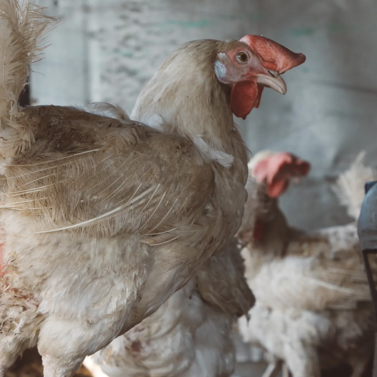 Bild från annat tillfälle. Foto: Shutterstock