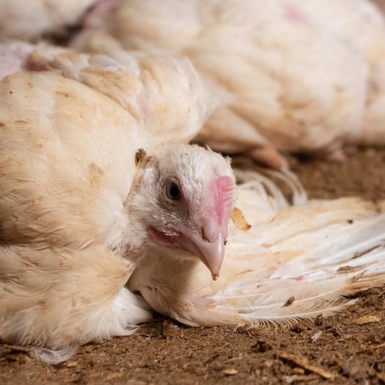 Bild från en svensk kycklingfabrik. © Djurens Rätt