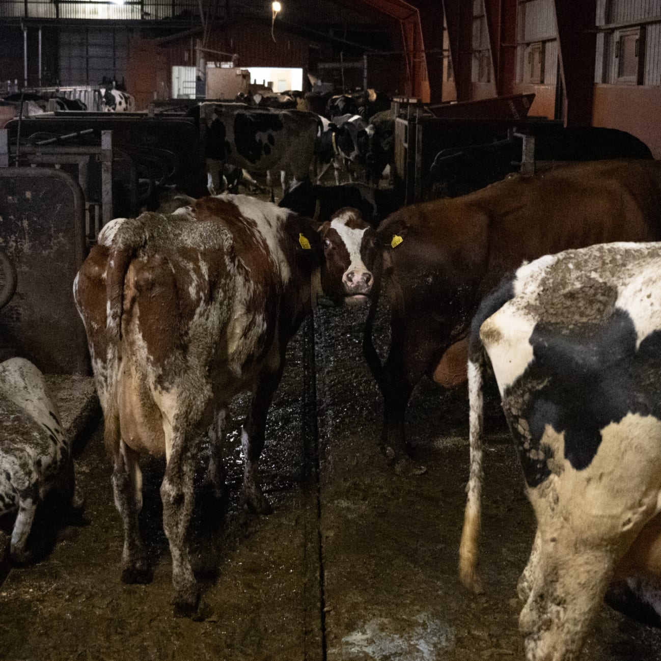 Kor på mjölkfabriken på Öland. De är fulla av avföring och trängs. Vissa ser magra ut.