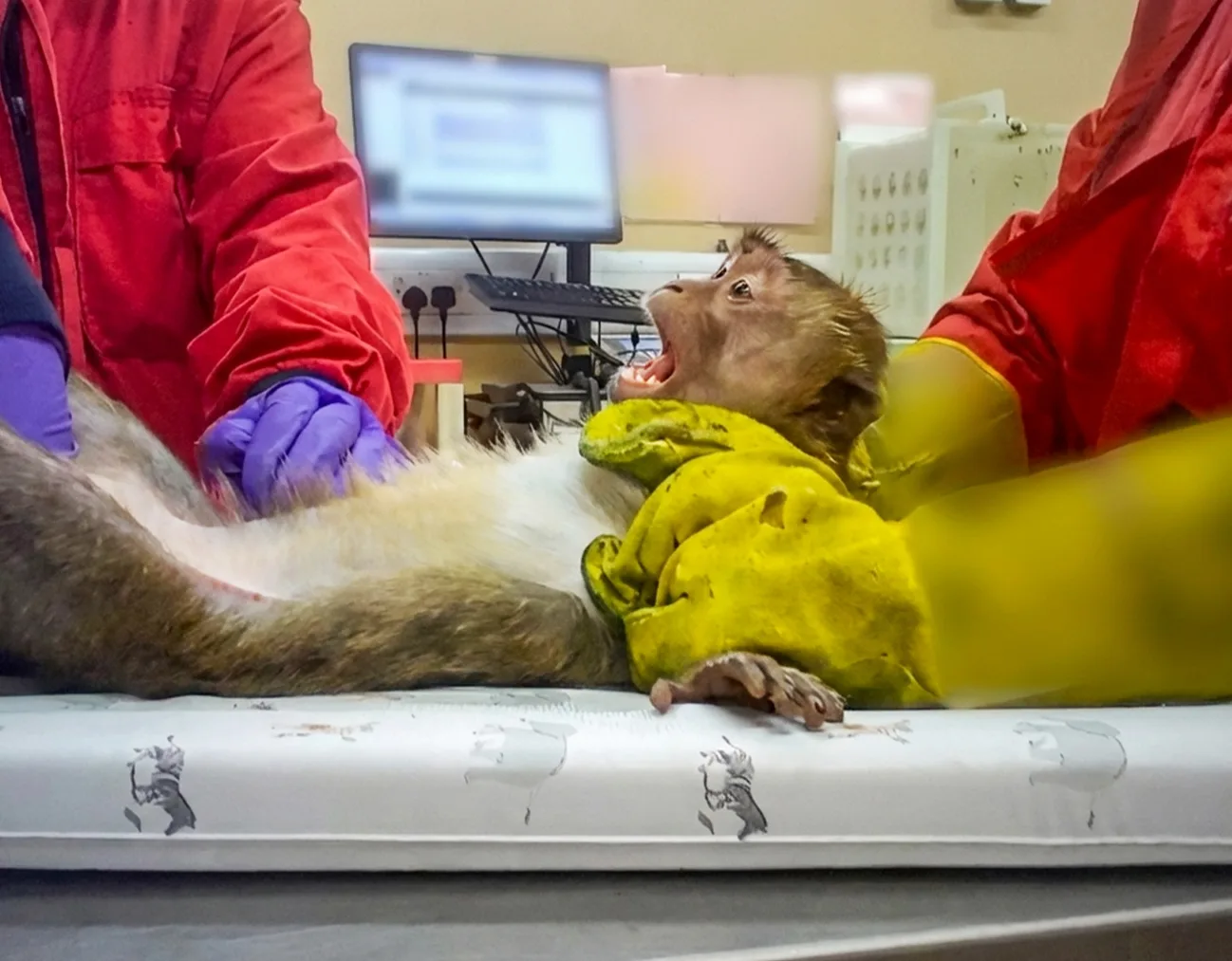 Apa som utsätts för hemskt djurforsök