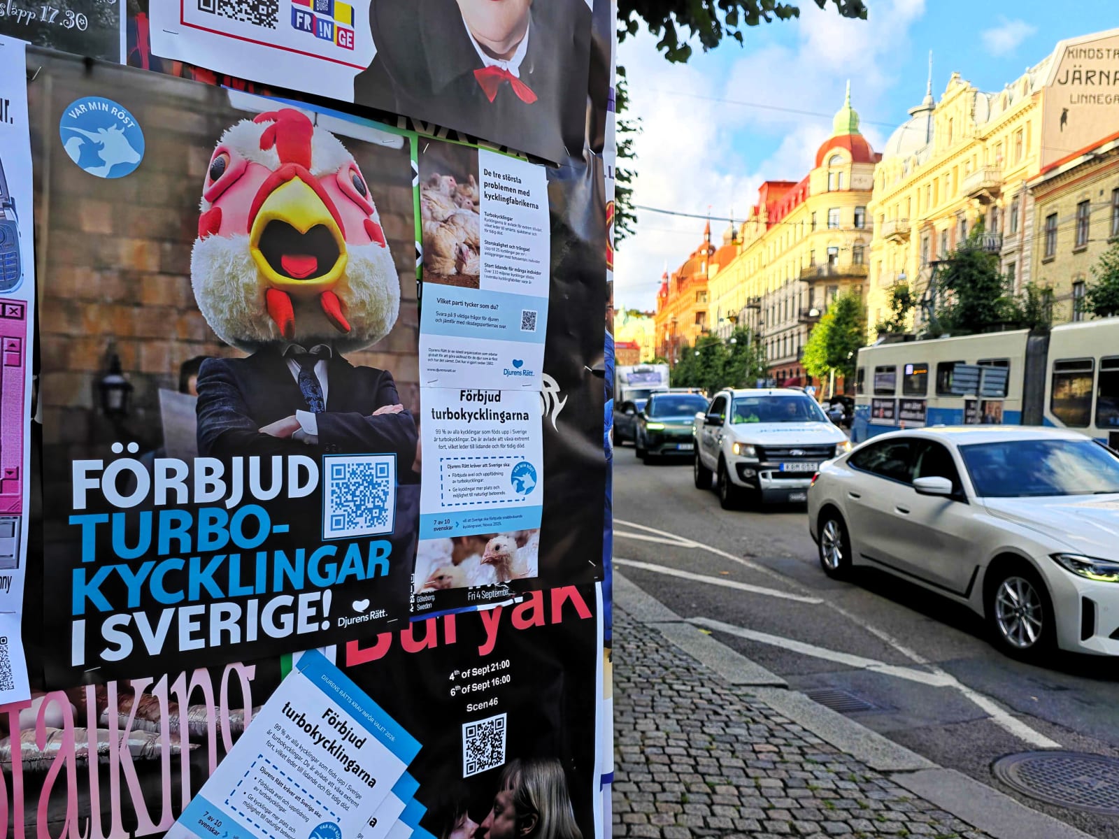 Flygblad och posters som uppmanar till att förbjuda turbokycklingar och vara djurens röst i valet 2026, uppsatta på en anslagstavla.