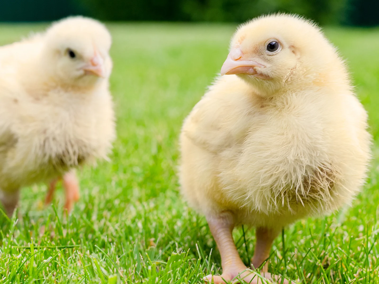 Two small chickens on green grass.
