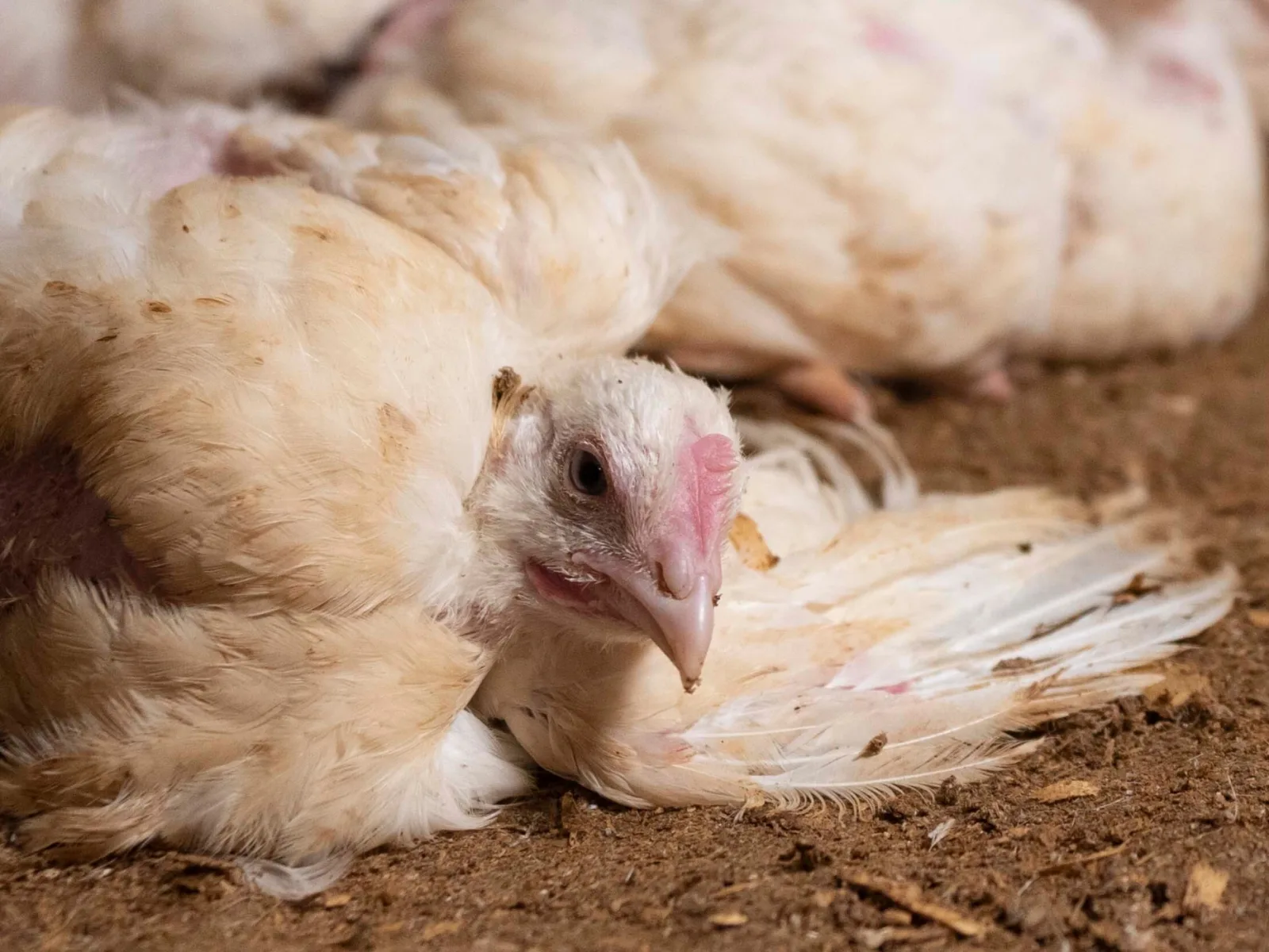 Kyckling i trång stallmiljö i svensk kycklingfabrik