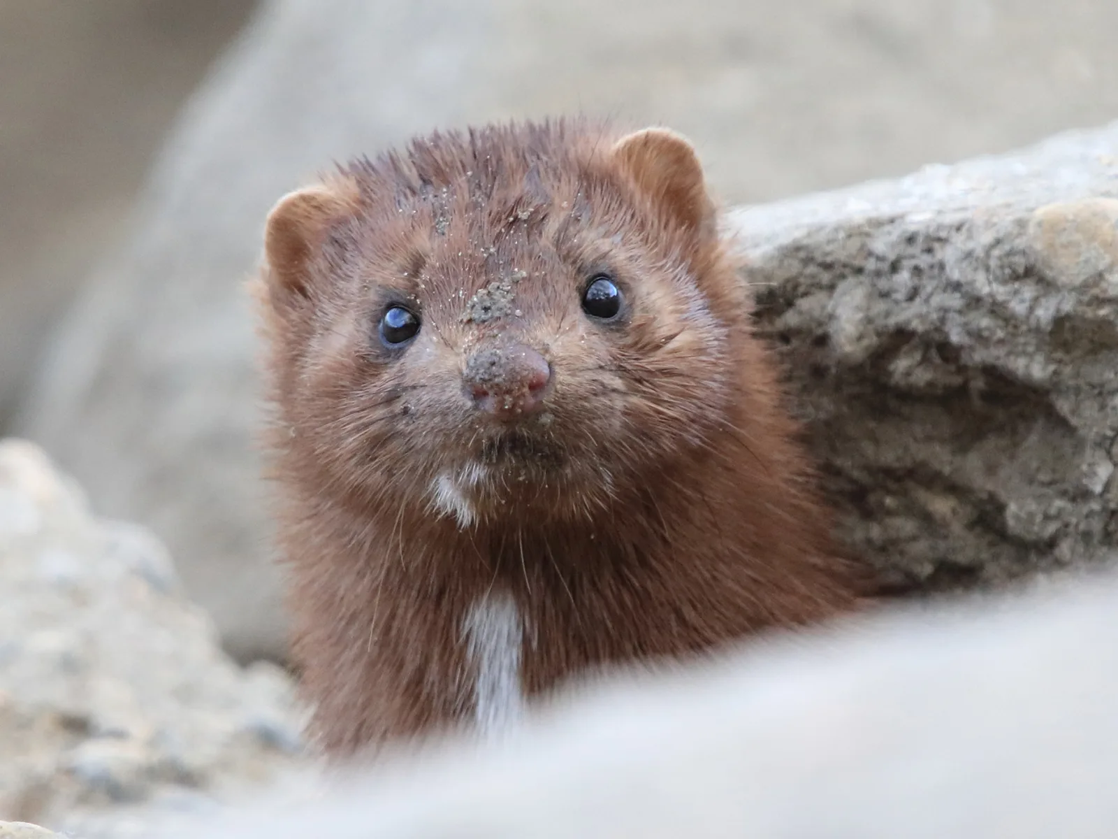 Glad mink i det fria.