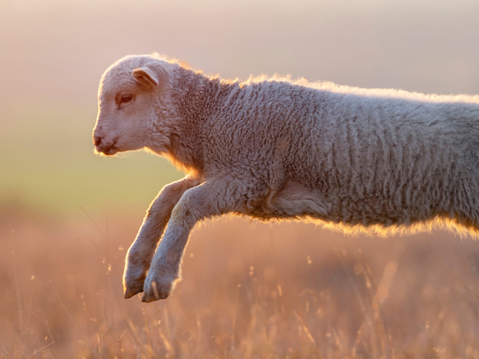 Lamm som hoppar på en äng