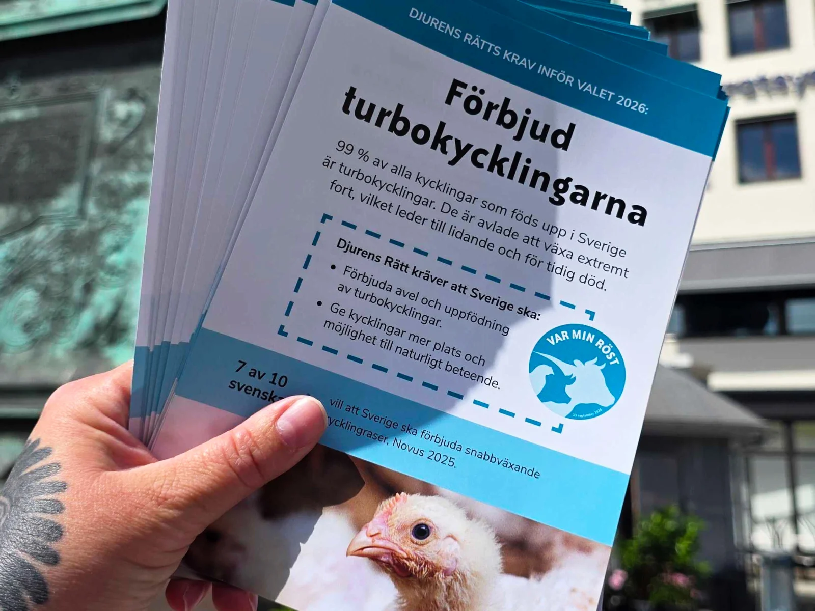 Hand som håller i flera flygblad som uppmanar till att förbjuda turbokycklingar och vara djurens röst i valet 2026