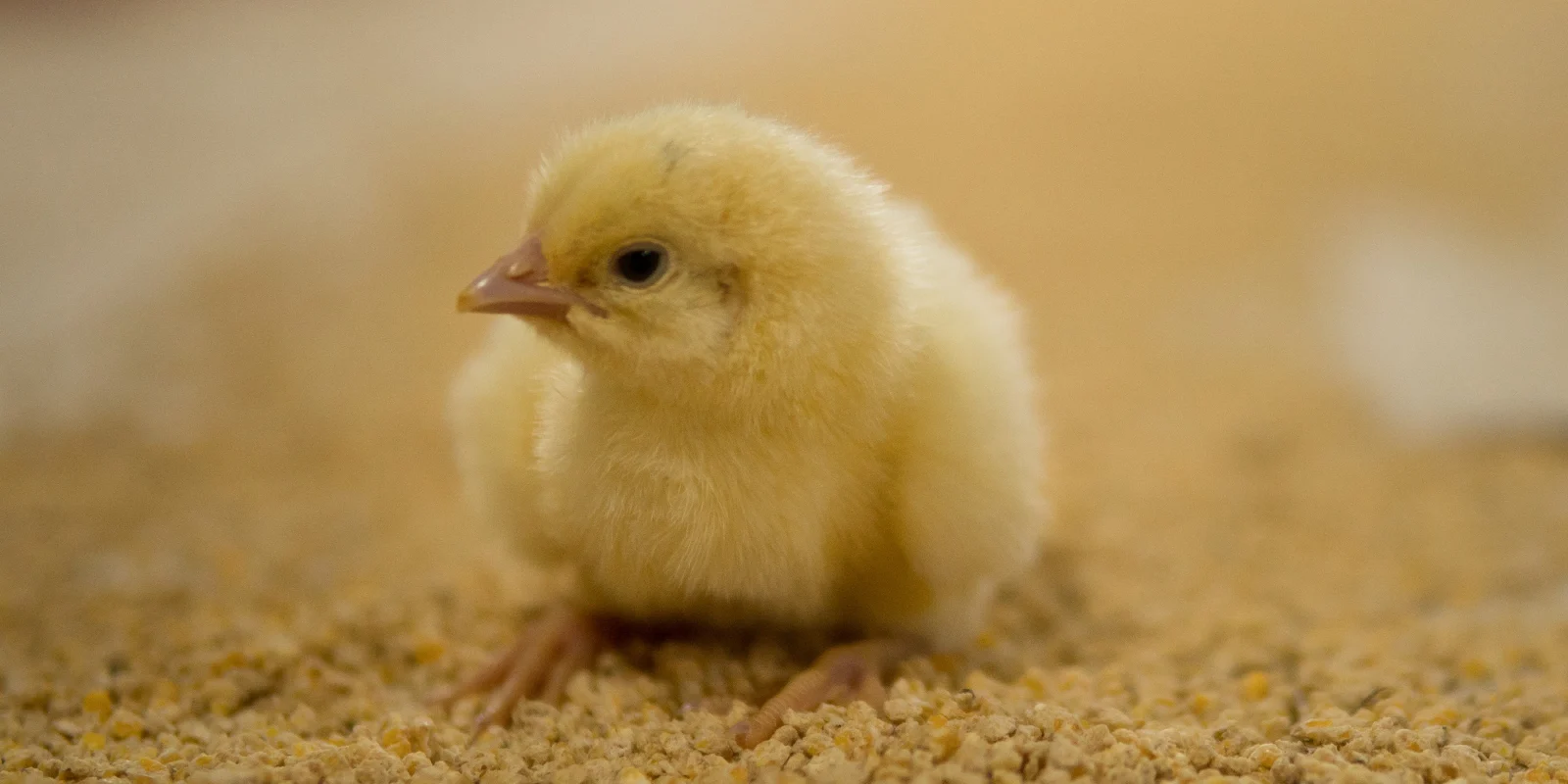 En ensam kyckling på rent spån.