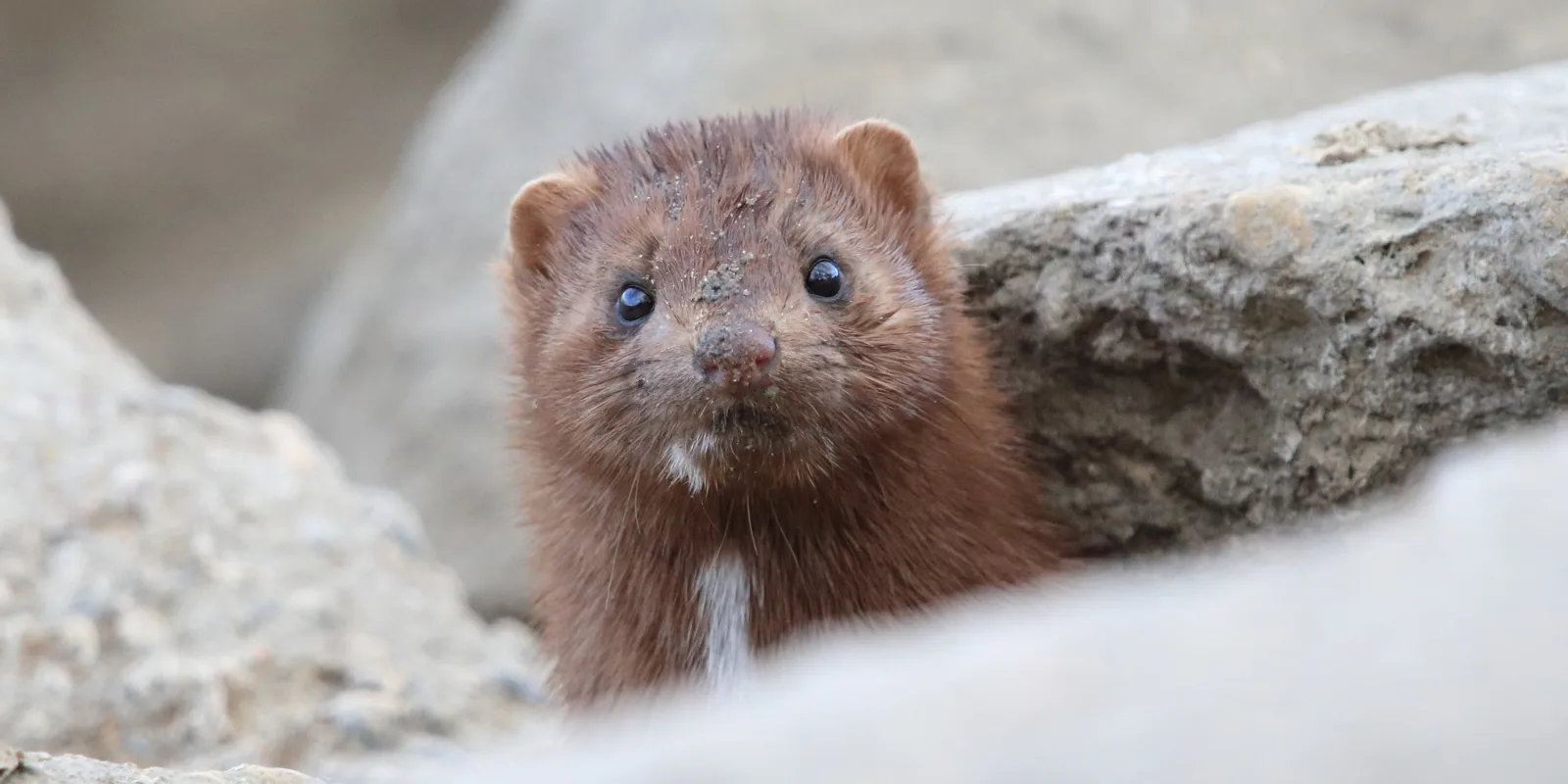 Glad mink i det fria.