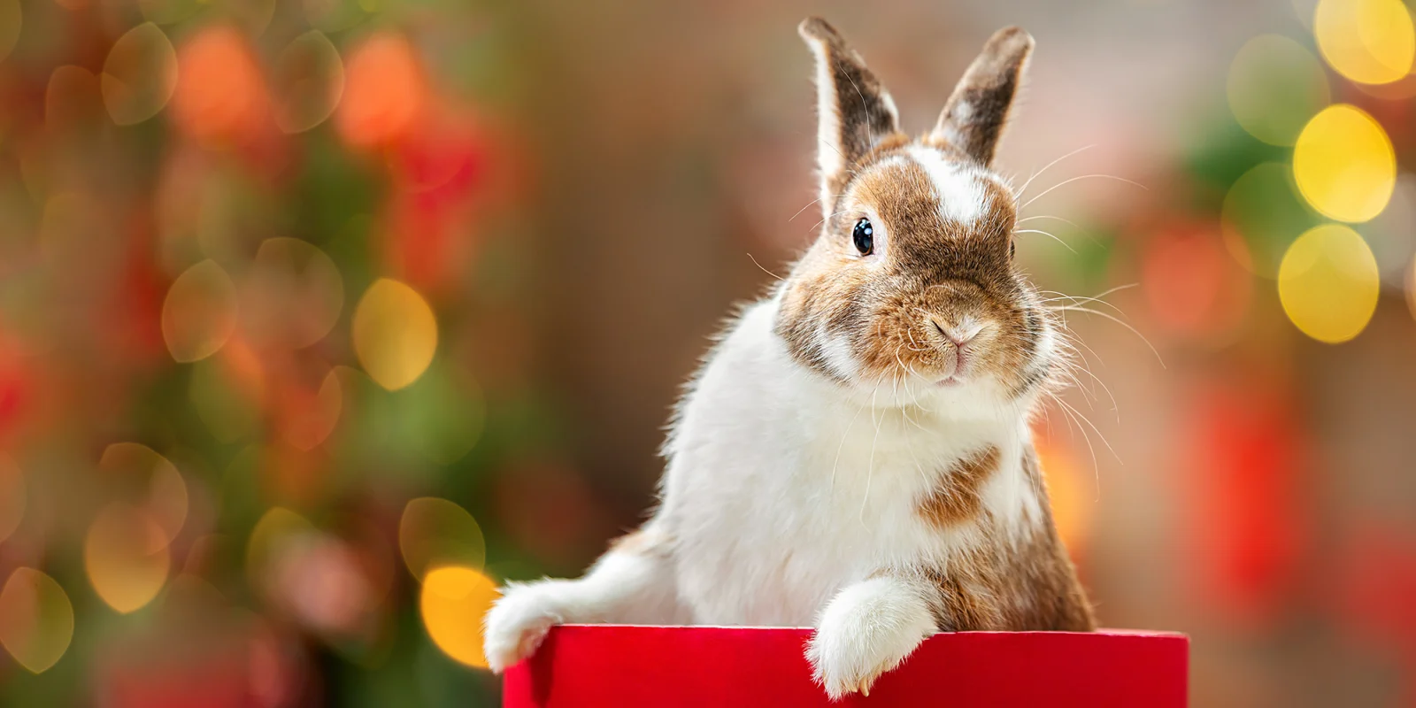 Kanin i julstämning