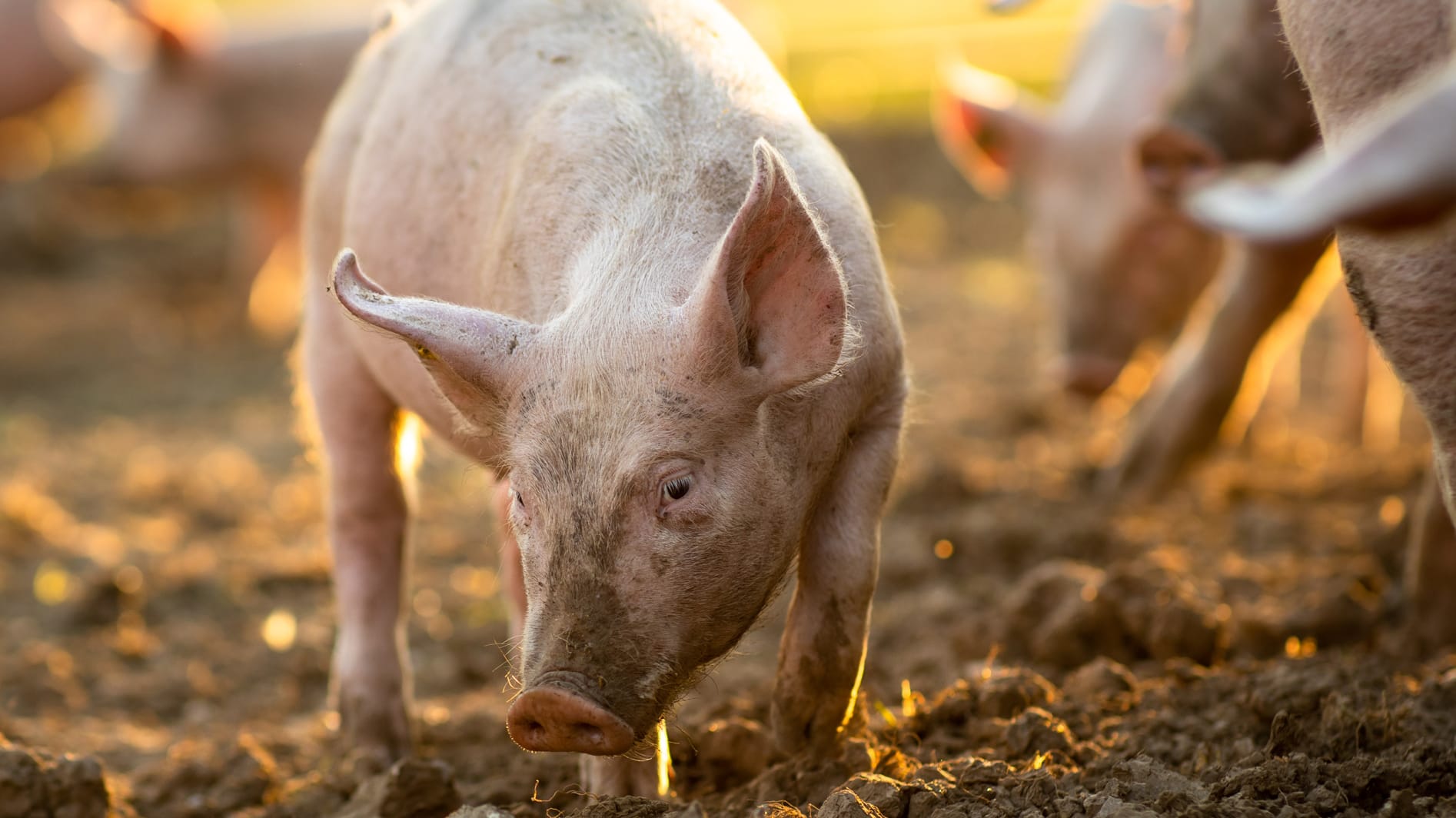 Välkommen till Djurens Rätts BlixtApp!