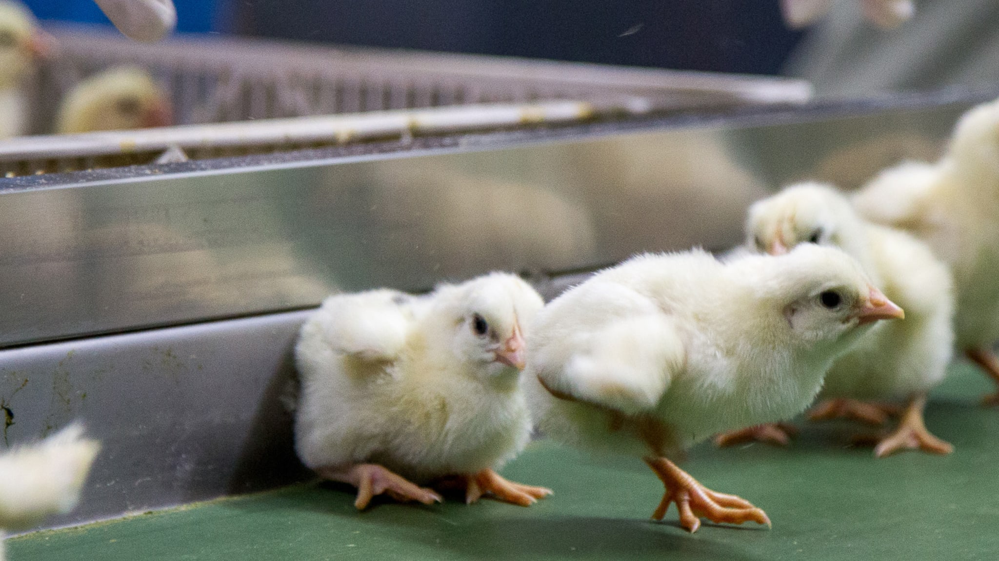 Kycklingar på kläckeri.