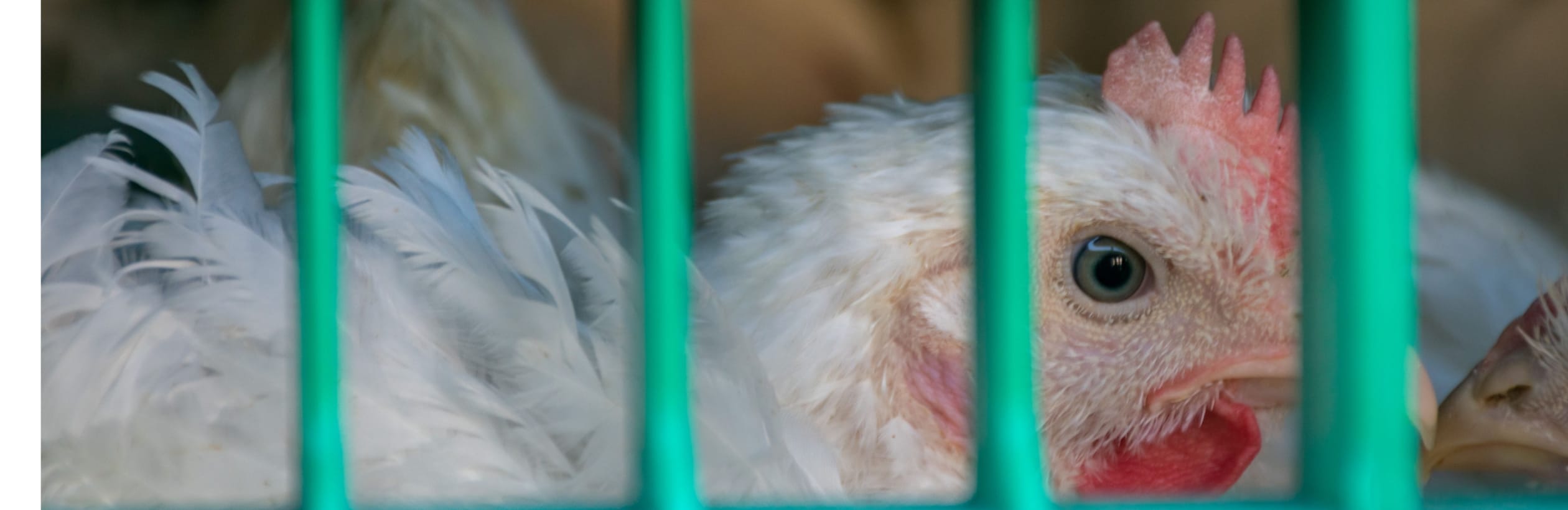 Kyckling bakom gallerstänger i transport till slakteri.