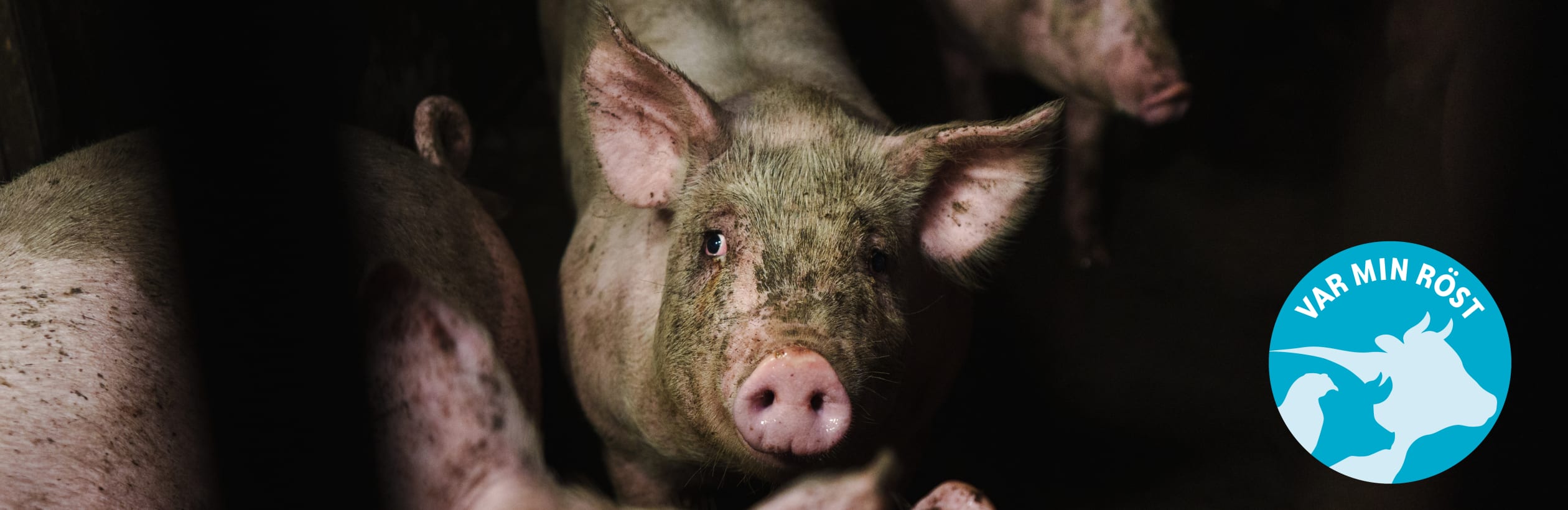 Gris i svensk grisfabrik. Logga med "Var min röst" ligger i det högra hörnet.