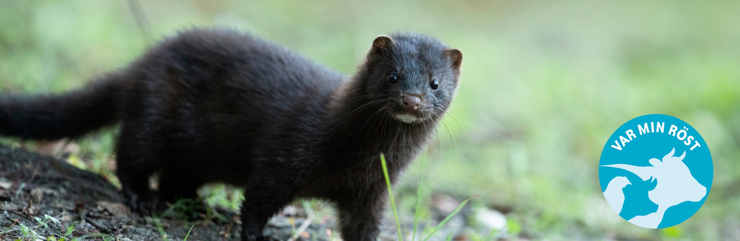 Mink