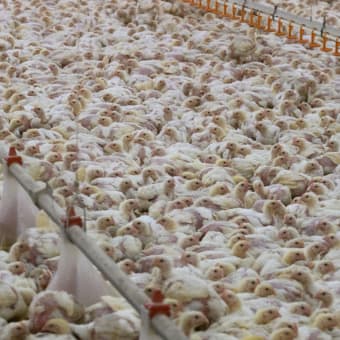 Fast-growing chickens in high density. It is hard to see individual animals.