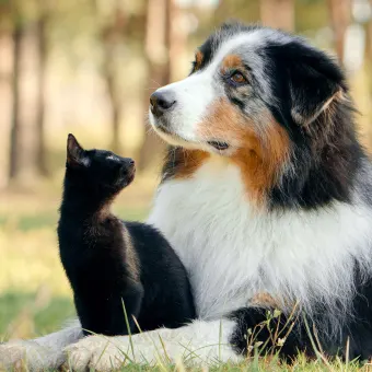 En katt och hund tillsammans.