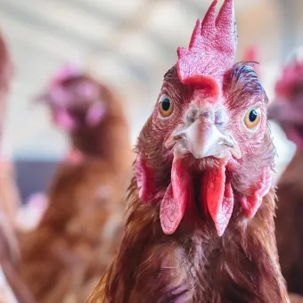 Bruna hönor i äggfabrik, en tittar in i kameran.