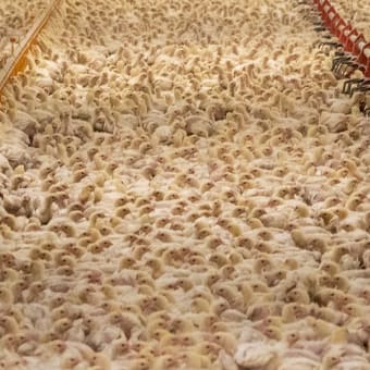 Trängsel i en svensk kycklingfabrik. Det finns ingen plats för kycklingarna att röra sig på utan att stöta i varandra.