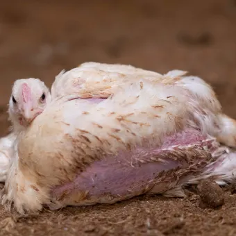 Bild från en svensk kycklingfabrik. © Djurens Rätt