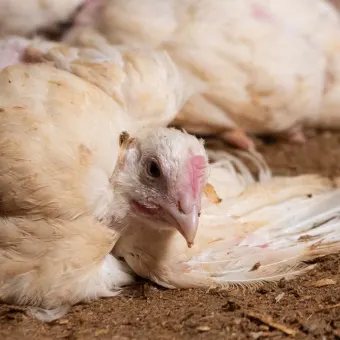 Bild från en svensk kycklingfabrik. © Djurens Rätt