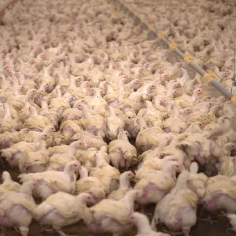 Bild från en svensk kycklingfabrik © Djurens Rätt