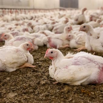 Chickens in Finnish factory farming