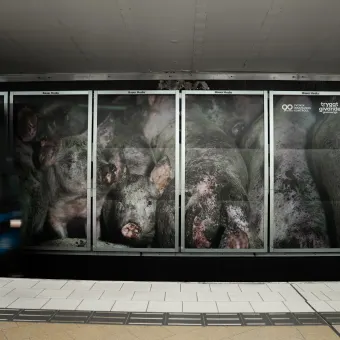 Bild på annons av grisar i tunnelbanan i Stockholm.