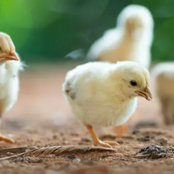 Two happy chickens outside.