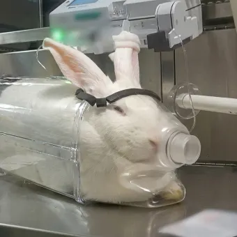 Rabbit suffering during horrible animal testing