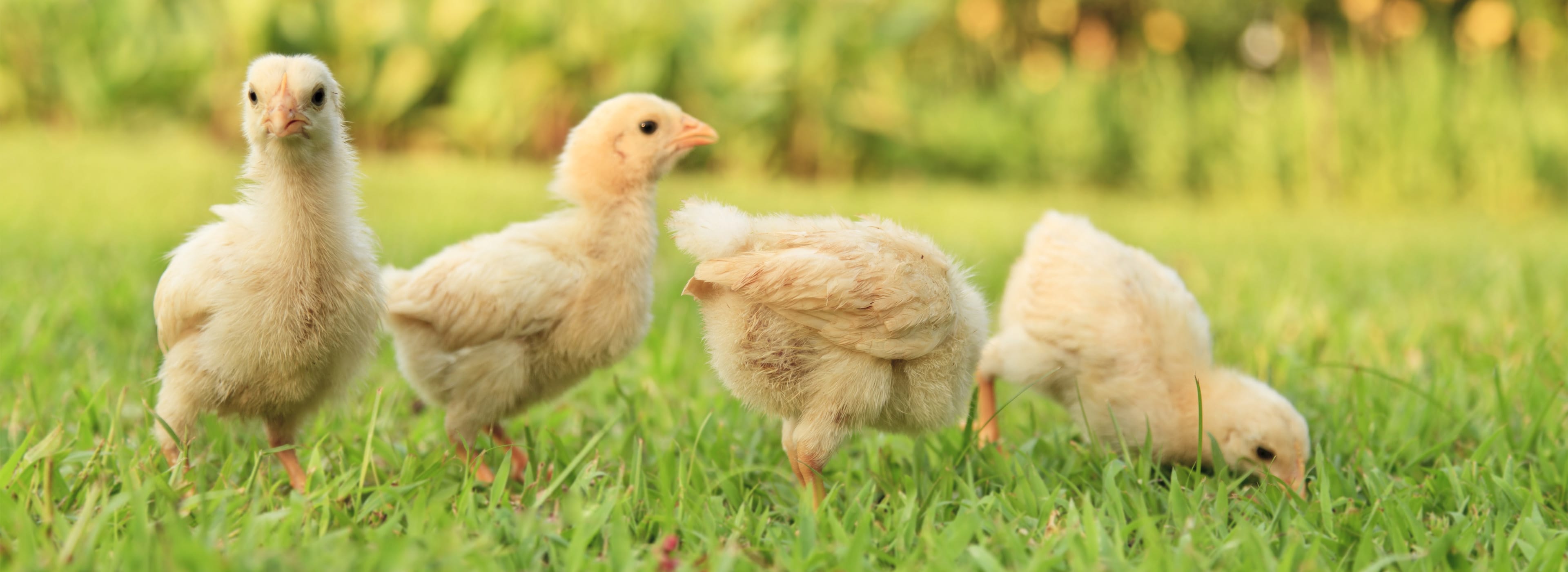 Four chickens in grass.