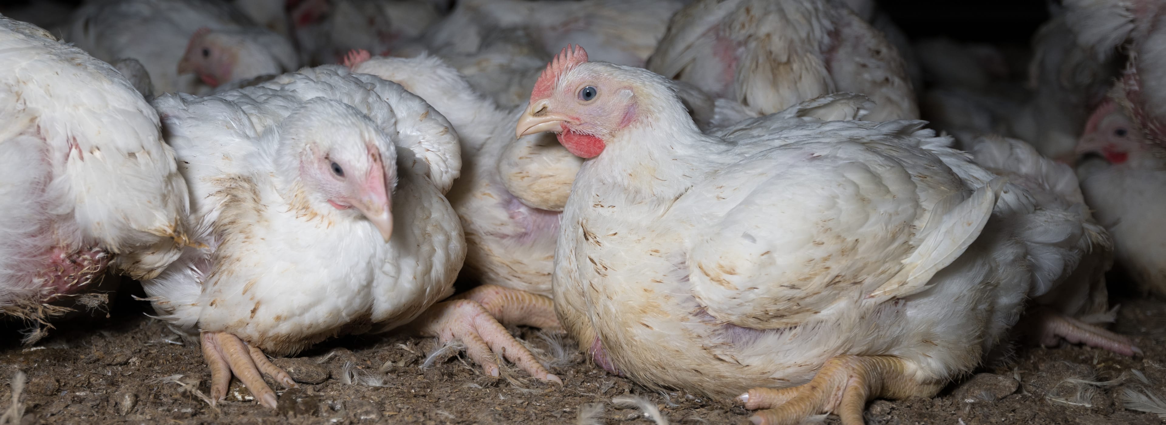 Chickens in Finnish factory farming