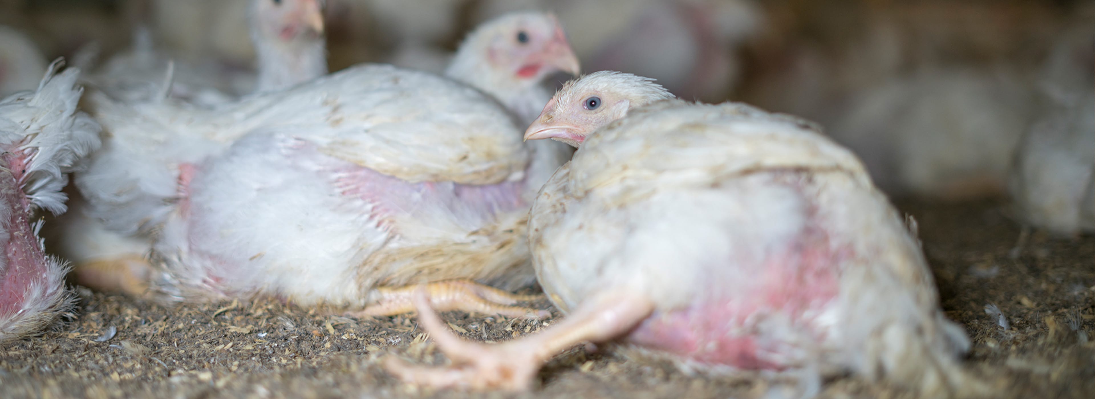 Kycklingar med skador på en av Kronfågels anläggningar. Bilden är från ett annat tillfälle än det som återges i text.