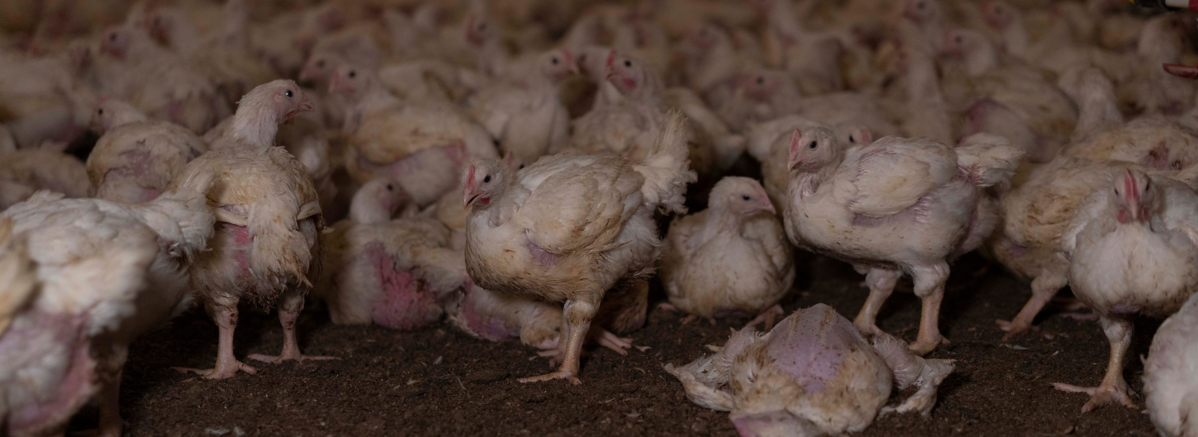 Bild från en svensk kycklingfabrik. © Djurens Rätt