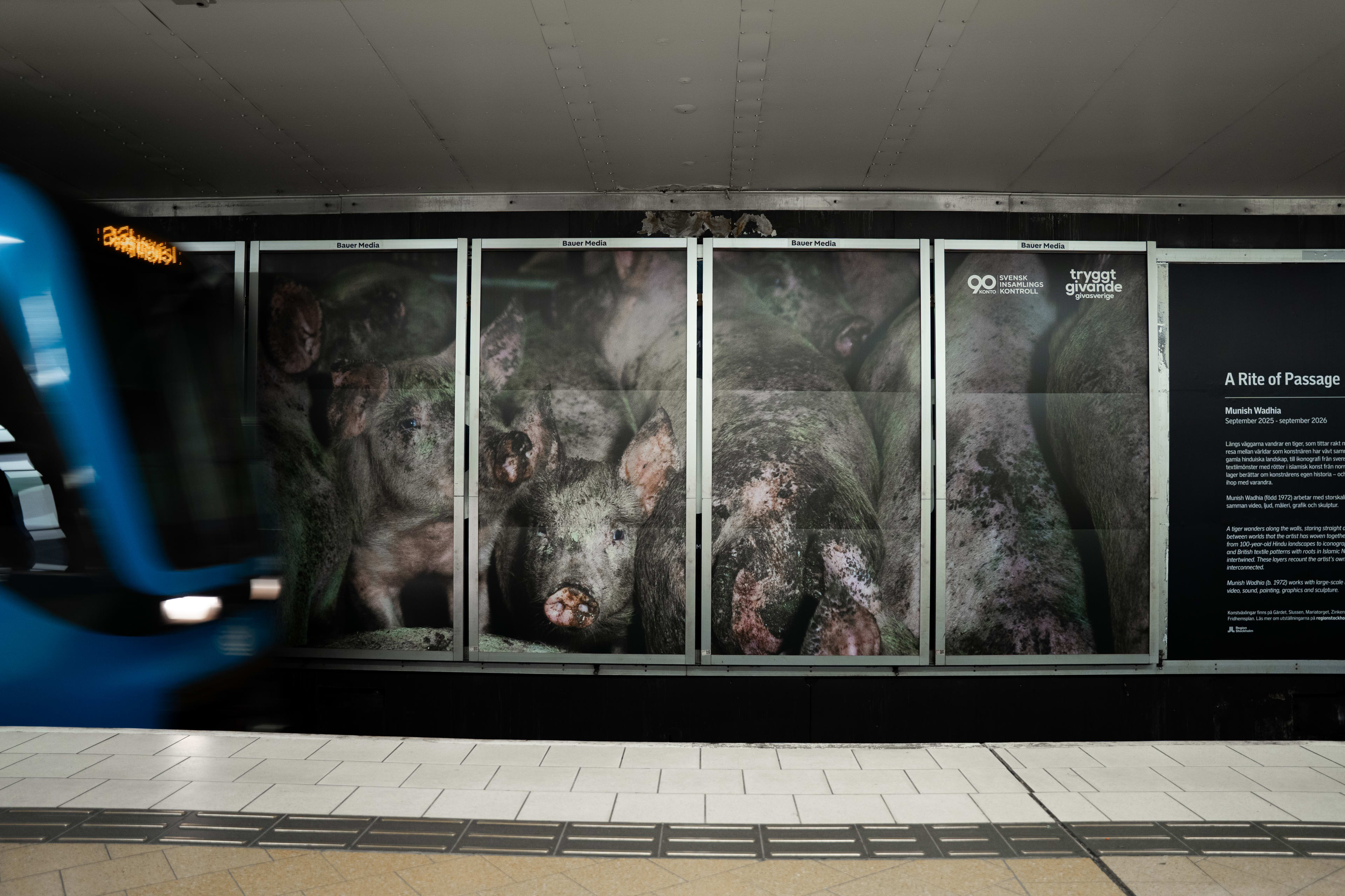 Bild på annons av grisar i tunnelbanan i Stockholm.