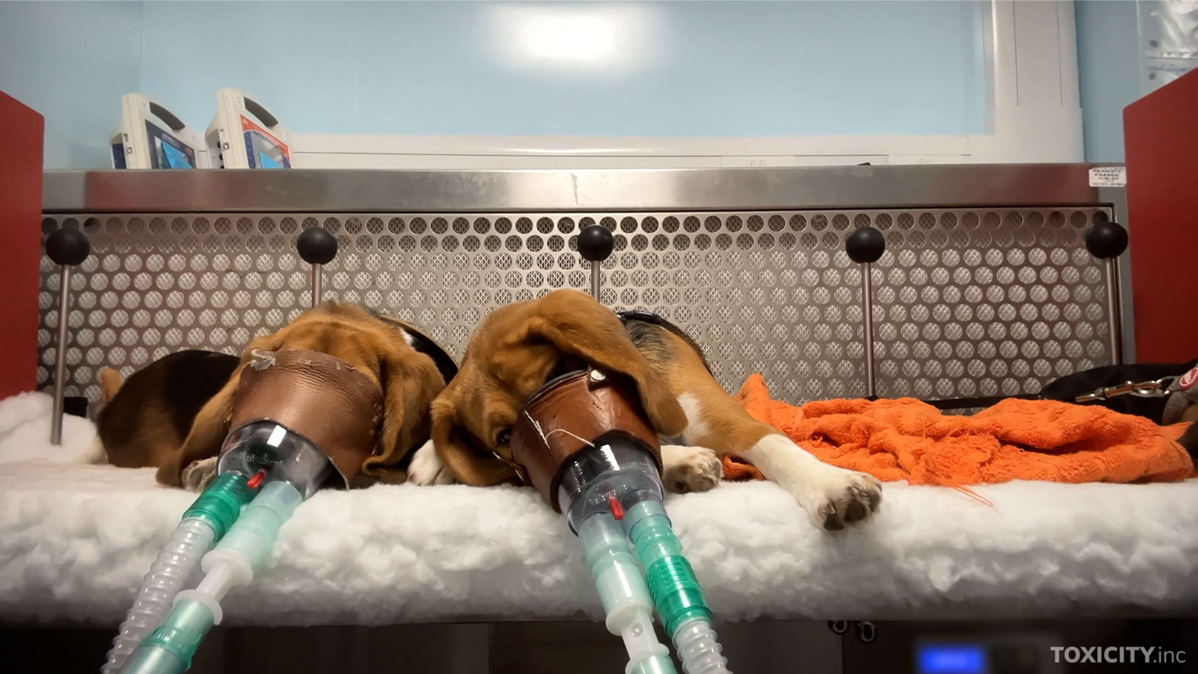 Hundar som utsätts för hemskt djurforsök