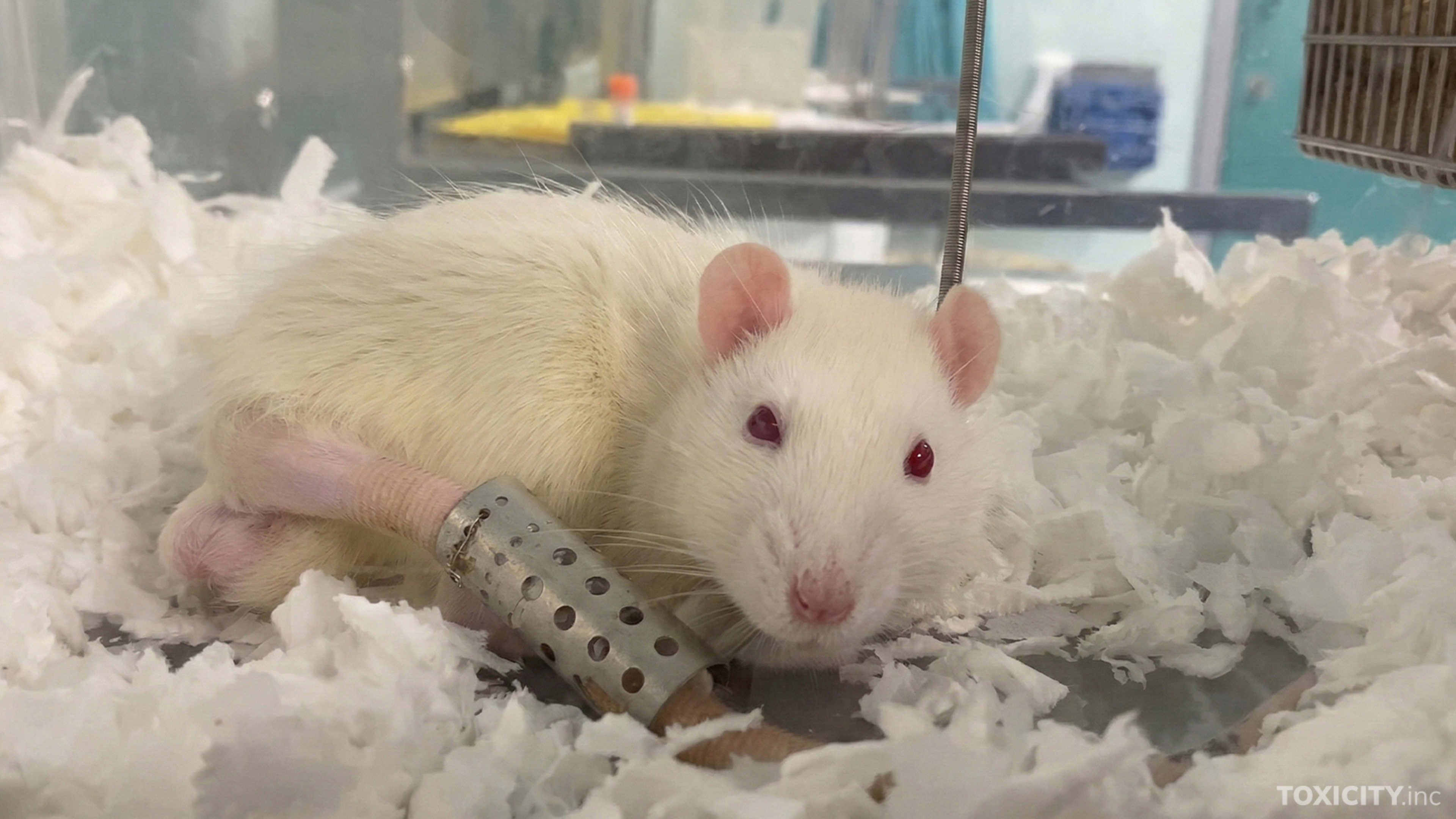 Råtta som utsätts för hemskt djurforsök