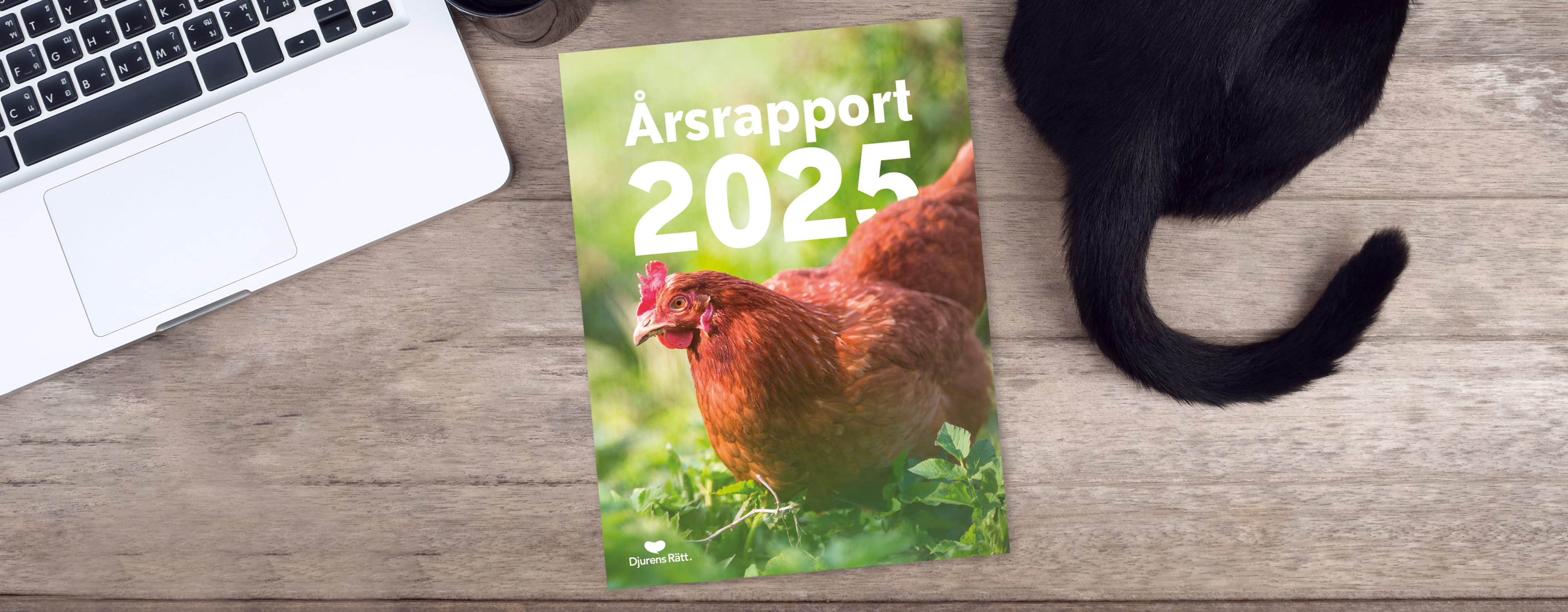 Bild på Djurens Rätts årsrapport 2025