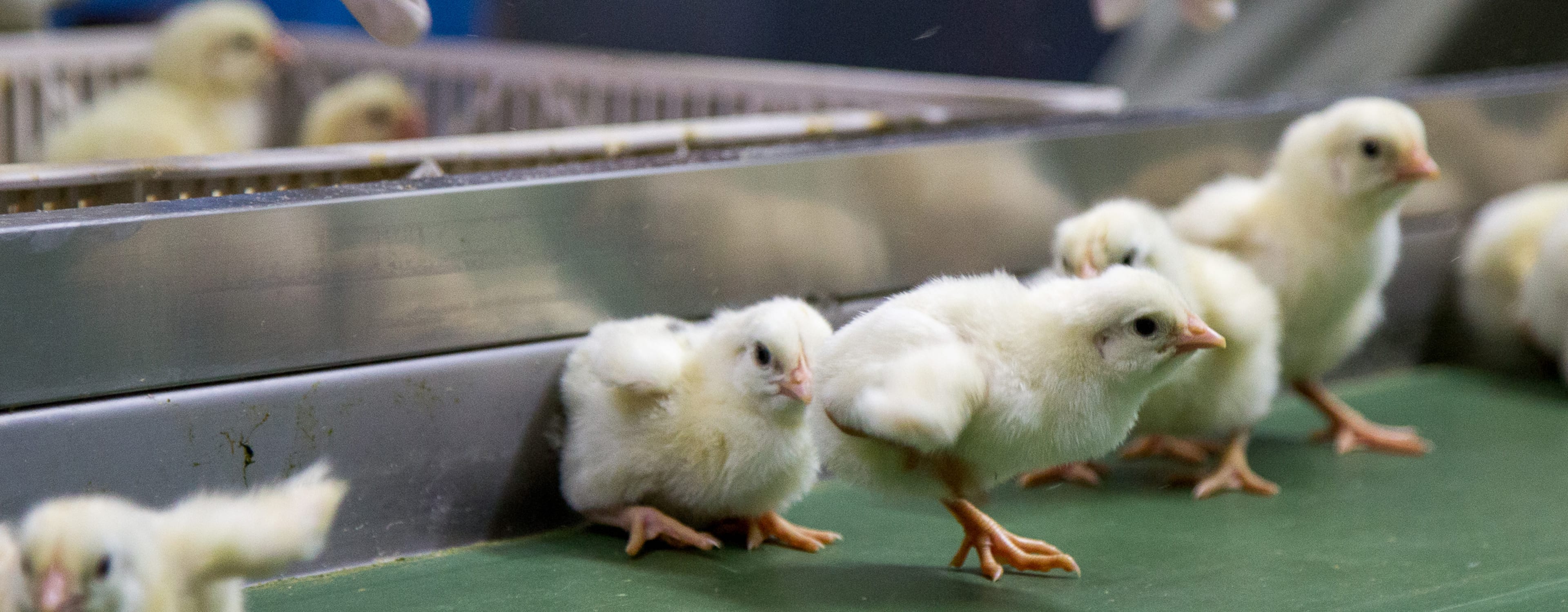 Kycklingar på kläckeri.