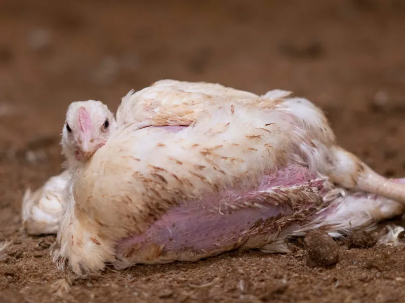 Bild från en svensk kycklingfabrik. © Djurens Rätt