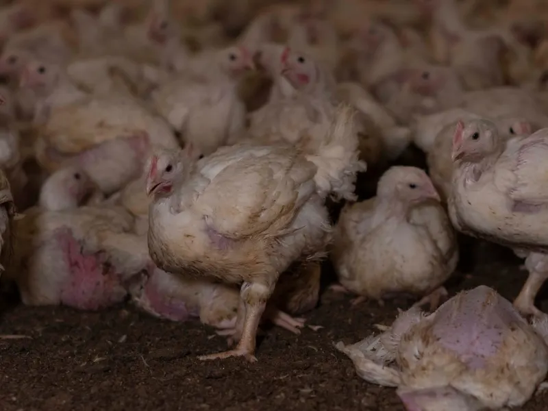 Bild från en svensk kycklingfabrik. © Djurens Rätt