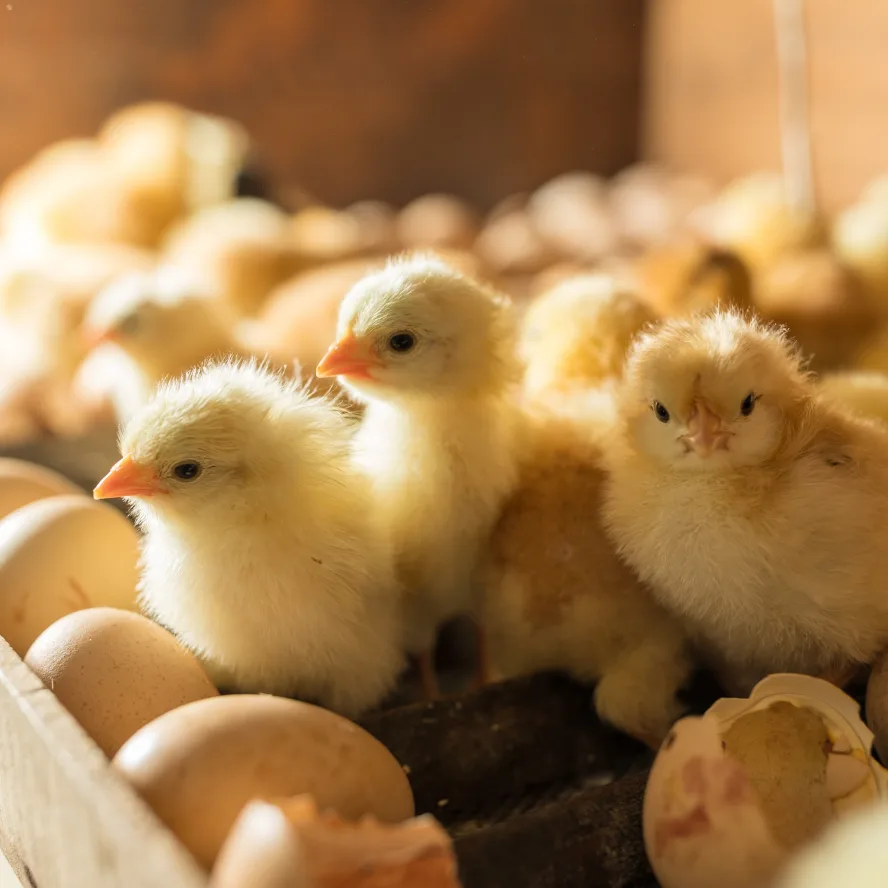 Dagsgamla kycklingar bland ägg och äggskal