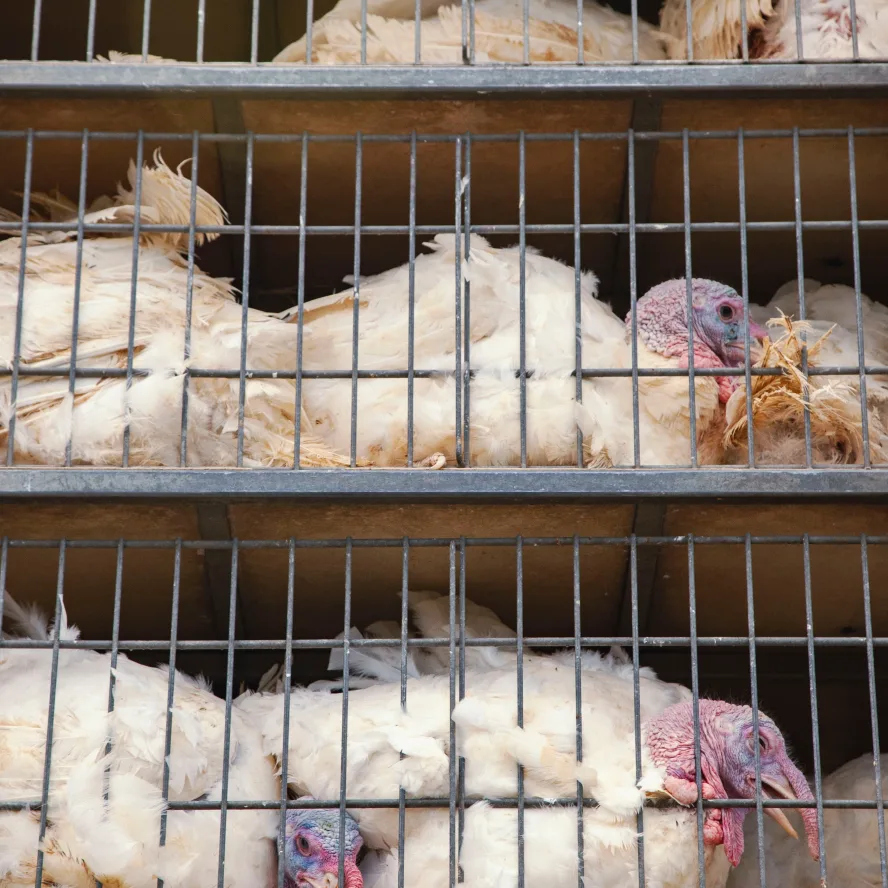 Turkeys in Factory Farms | Project 1882