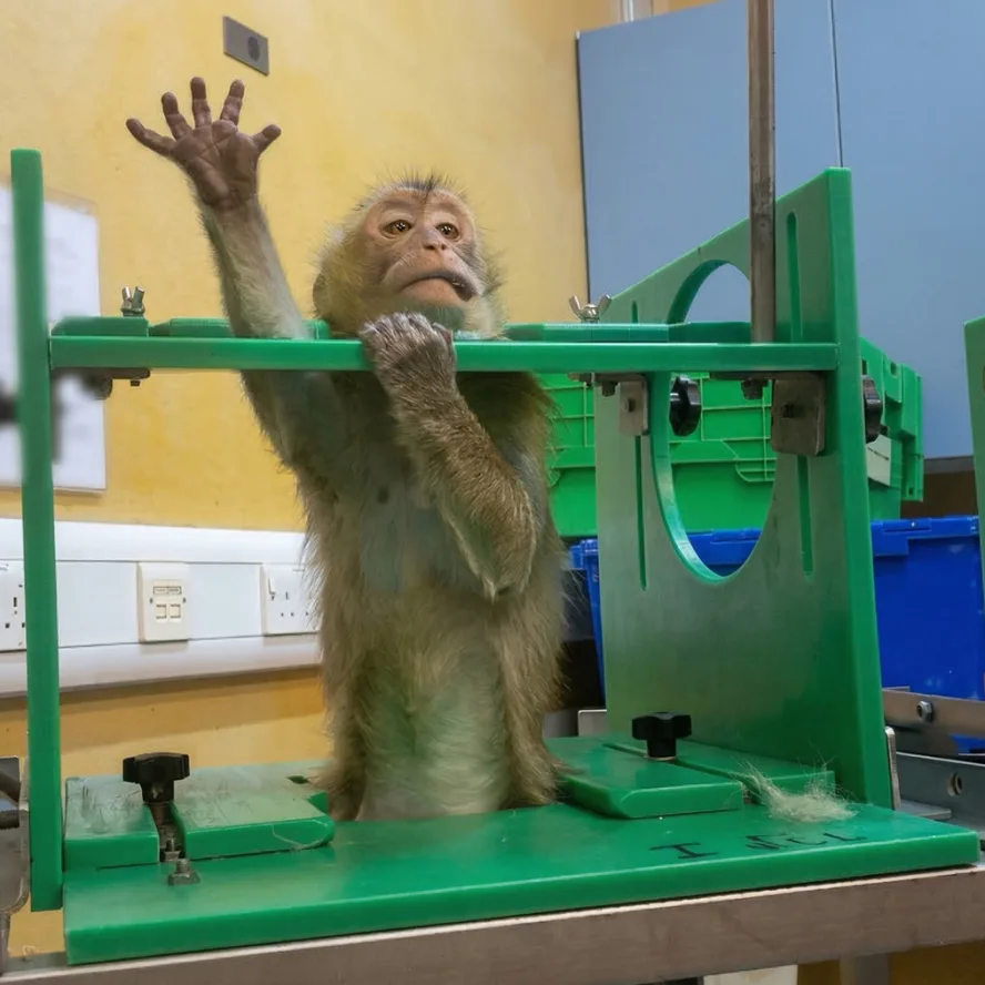 Apa som utsätts för hemskt djurforsök